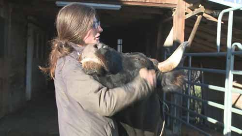 瑞士埃沃莱讷奶牛