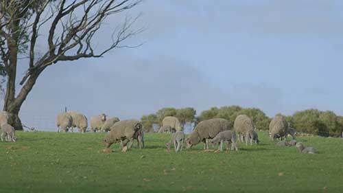 绵羊饲料预算的知识