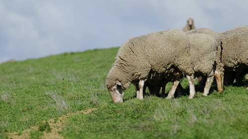 一个农场山羊牧草供应量的评估