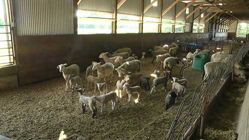 羊羔和母羊的管理