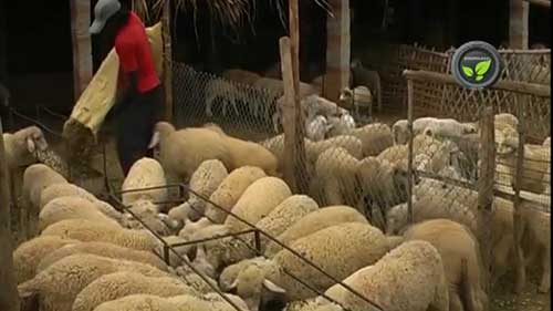 绵羊饲养相关知识