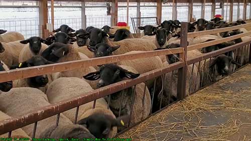 在谷仓中饲养绵羊