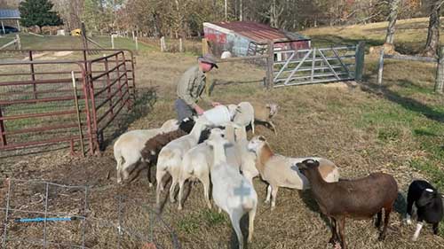 山羊和绵羊的喂食槽
