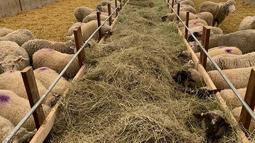 绵羊农场工作日常