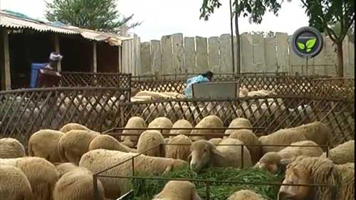 圈养山羊的畜棚和设备