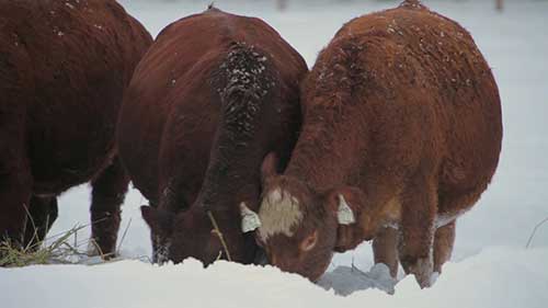 有效应对冬季放牧问题