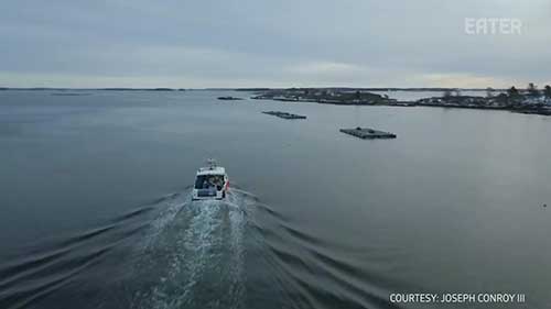 贻贝的可持续养殖