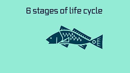 鱼的生命周期