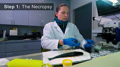 鱼体样本检测和渔业发展