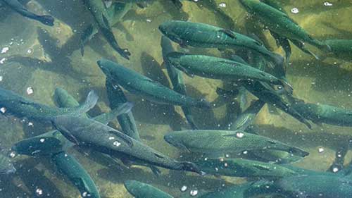 安大略的水产养殖行业