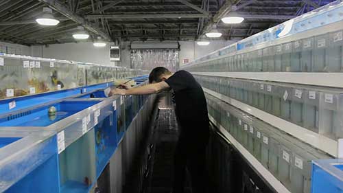 扳机鱼相关知识