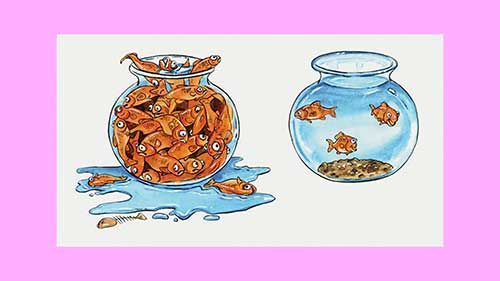 5个常见的鱼类术语