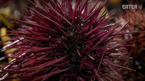 海胆产品的加工和制作