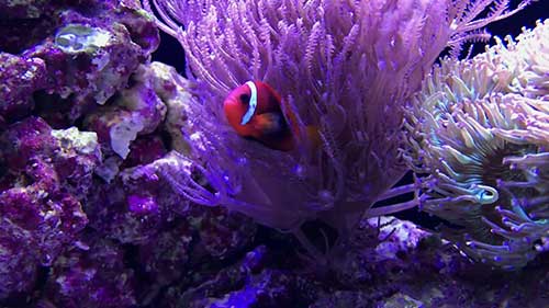 饲养小丑鱼的误区