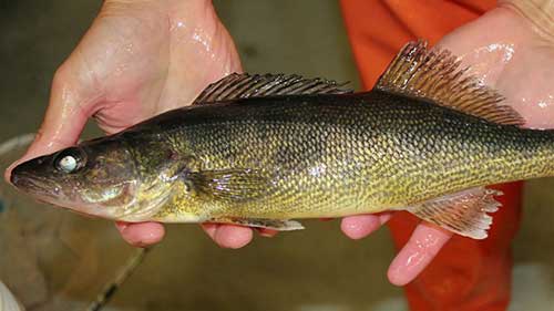 鱼类非季节产卵研究