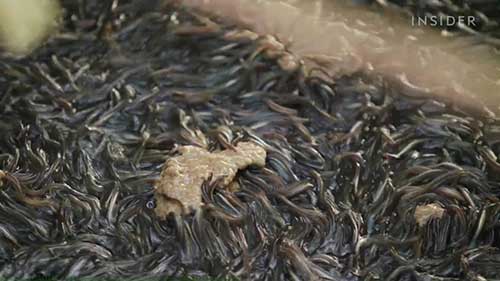 日本的鳗鱼产业