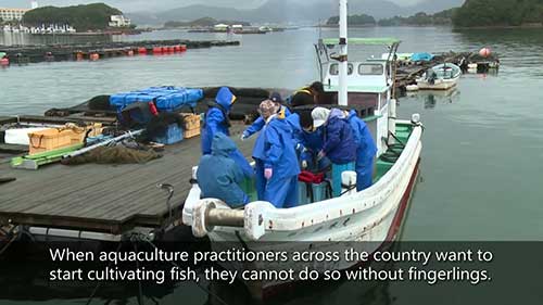 日本水产养殖的发展