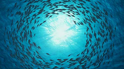 走进全球最大养鱼场