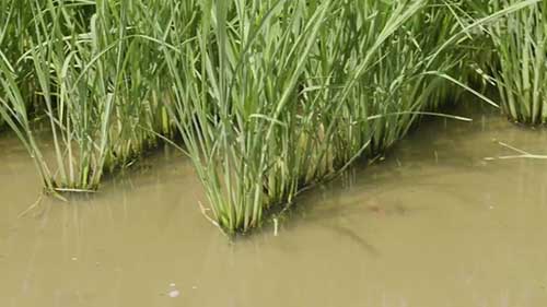 路易斯安那州的大型小龙虾养殖场