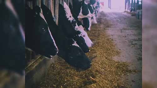 计算奶牛的饲料量