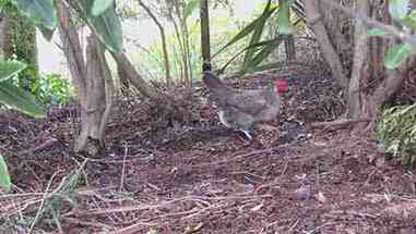 自制鸡饲料的材料