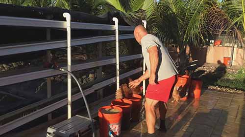 鸡饲料：有机芽大麦