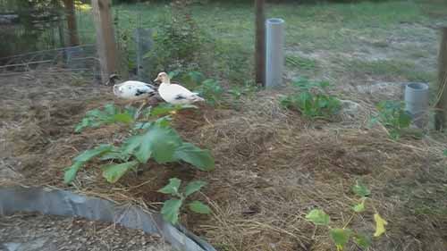 用什么饲料喂养小鸡