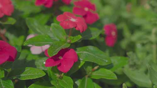 学习观赏园艺的知识