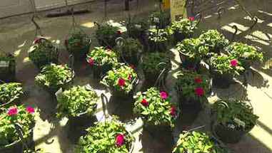 运用园艺技术种植植物