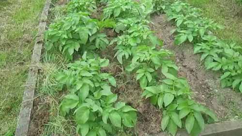 有机蔬菜生长技巧