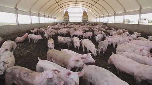 澳大利亚的养猪场