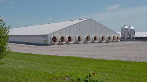 养猪的农户关注可持续发展