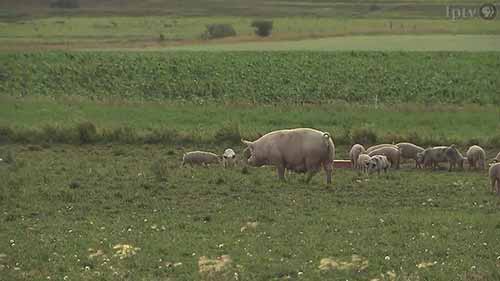 爱荷华州的高产猪肉