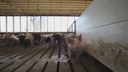 堪萨斯养猪场的生活