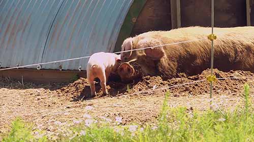 在英格兰户外养猪