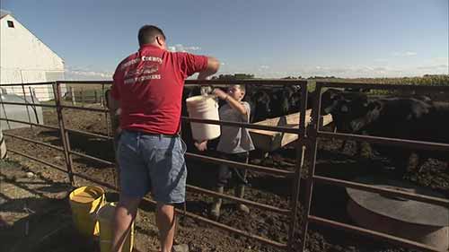 如何养殖种母猪