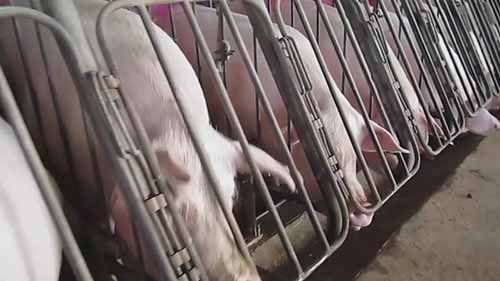 史密斯菲尔德食品公司的卧底