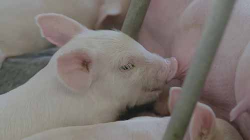 养猪场使用抗生素