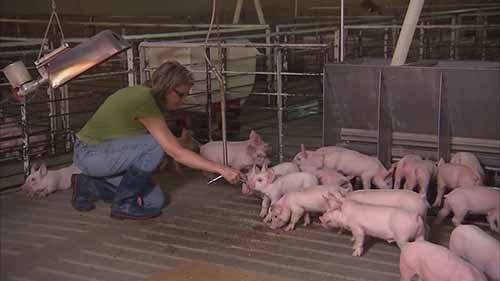 养猪户供应的猪肉安全吗