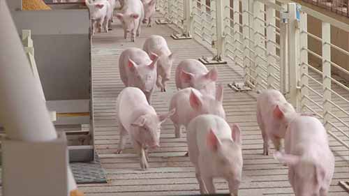 什么是“工厂化农场”