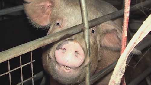 什么是工厂化养猪场