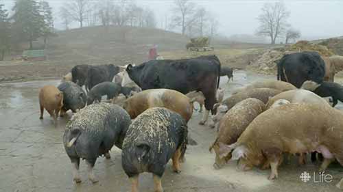 参观养猪场和养鸡场