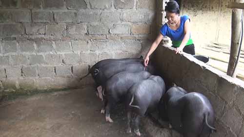 越南养猪减贫项目