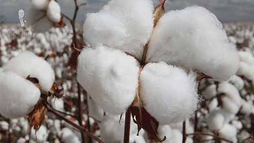 购买优质的棉花织物