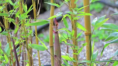 竹子工程学的探索