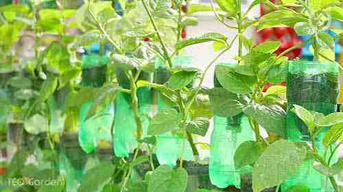 自动浇水垂直蔬菜园