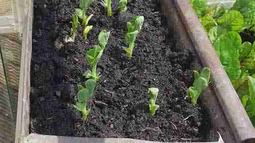 5种早冬可种植的蔬菜