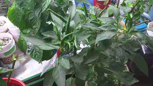 如何杂交并培育辣椒