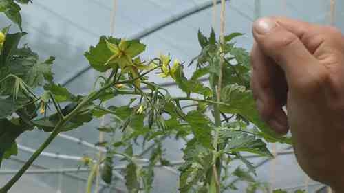 植物的育种和杂交