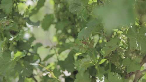 如何对葡萄进行杂交种植